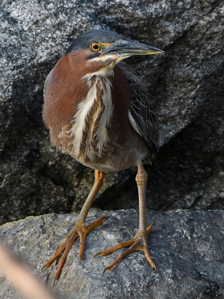 GreenHeron.jpg