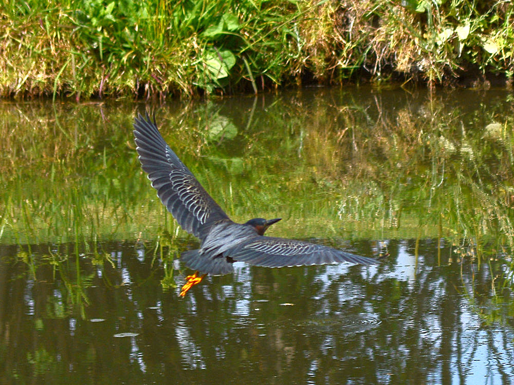 GreenHeron.jpg