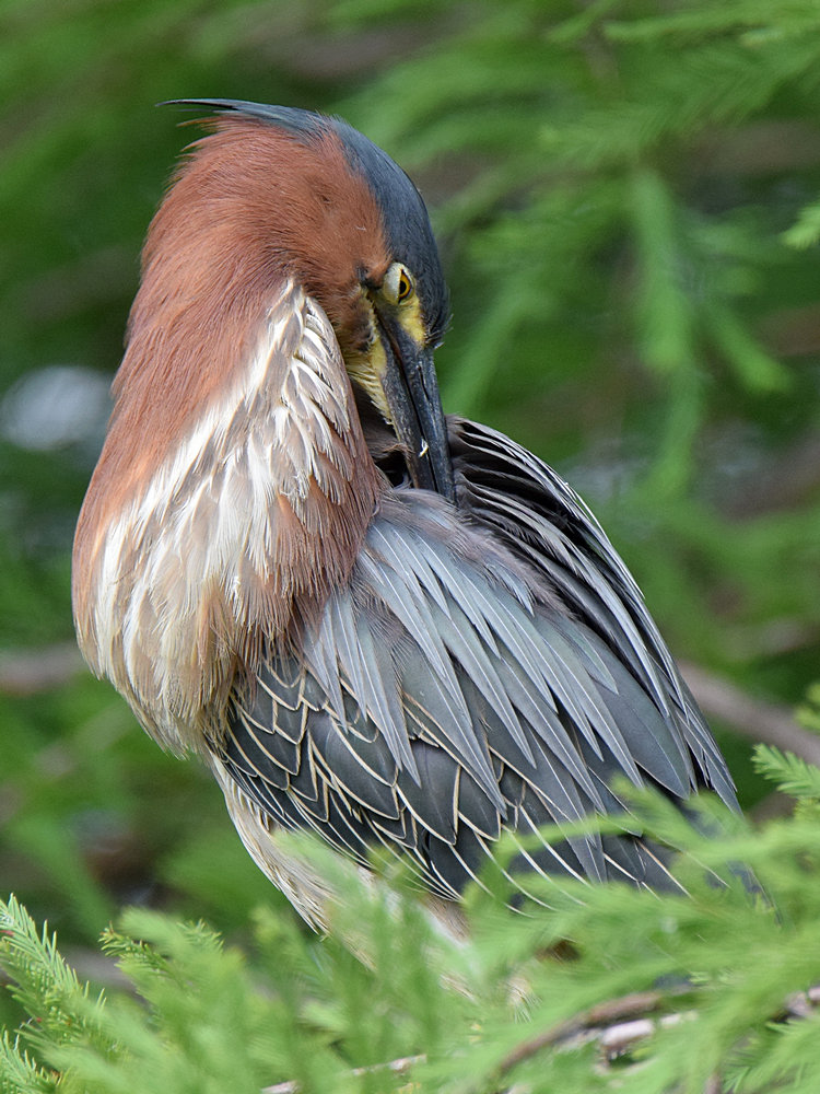GreenHeron10.jpg