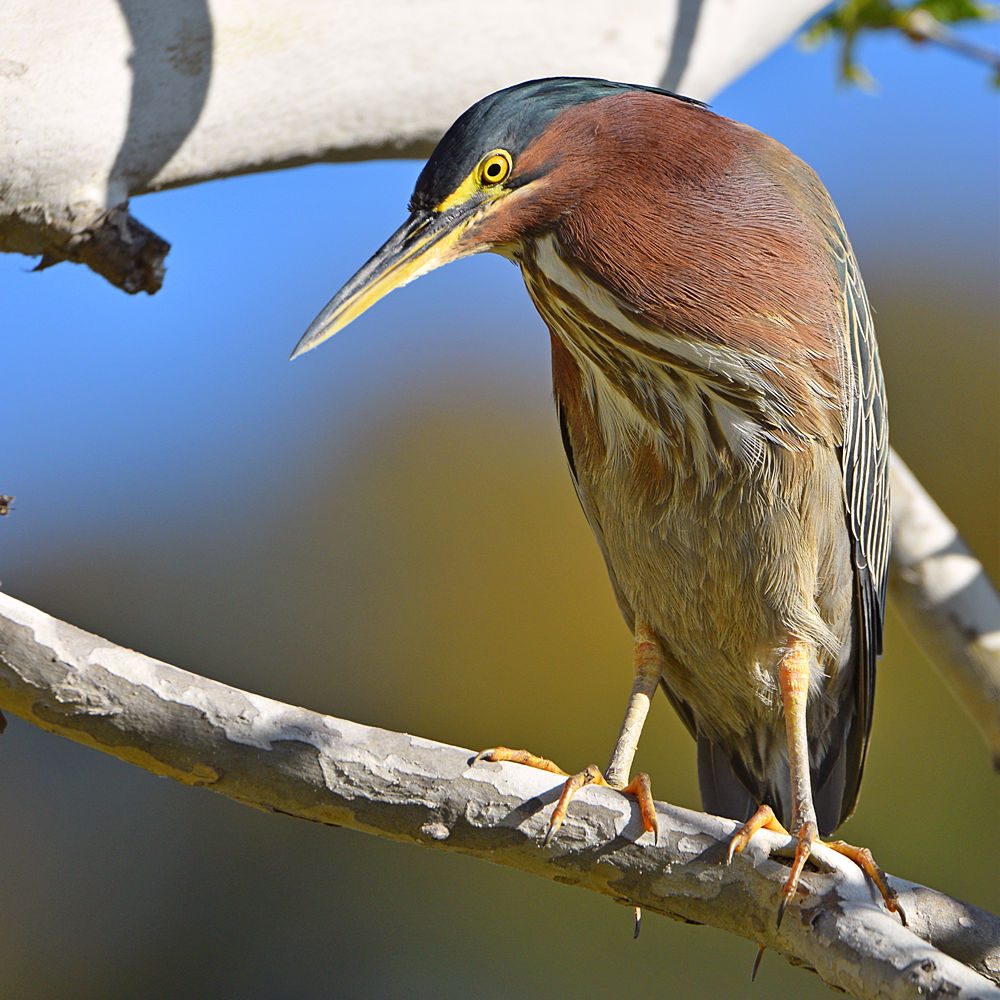 GreenHeron10.jpg