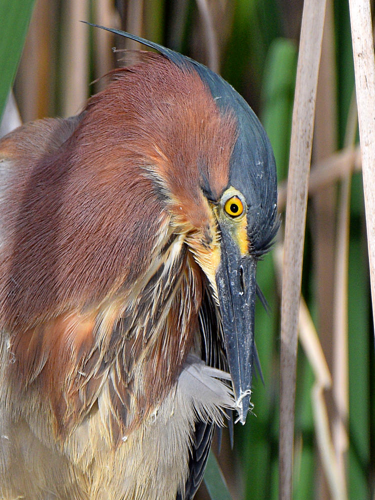 GreenHeron10.jpg