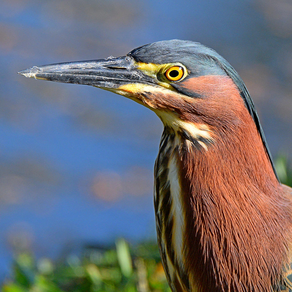 GreenHeron10.jpg
