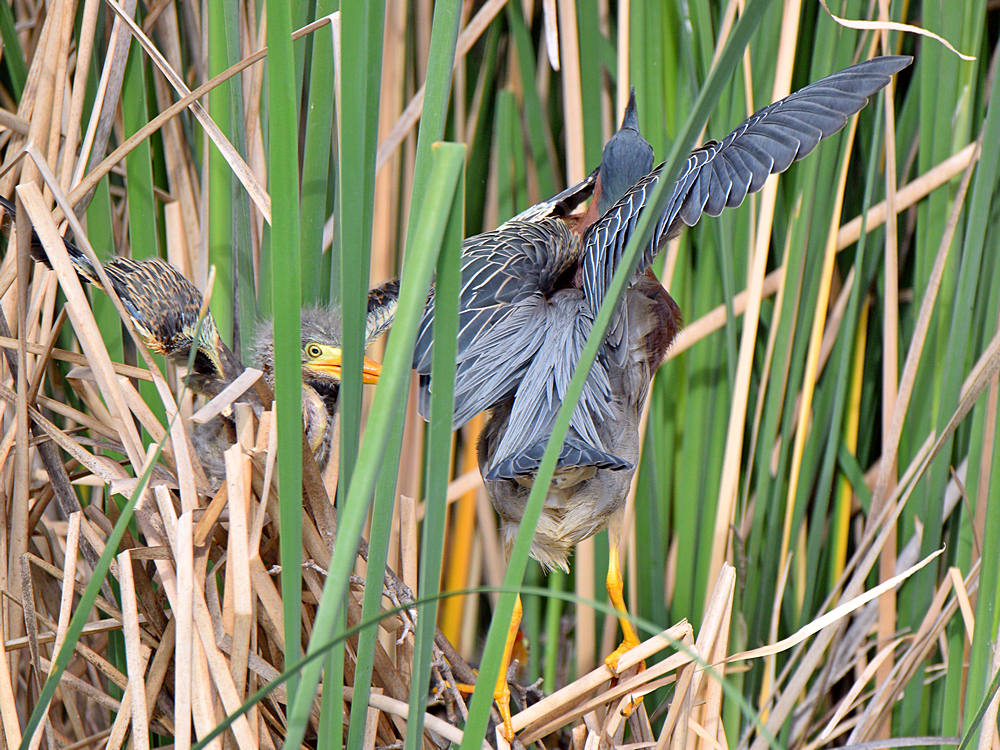 GreenHeron10.jpg