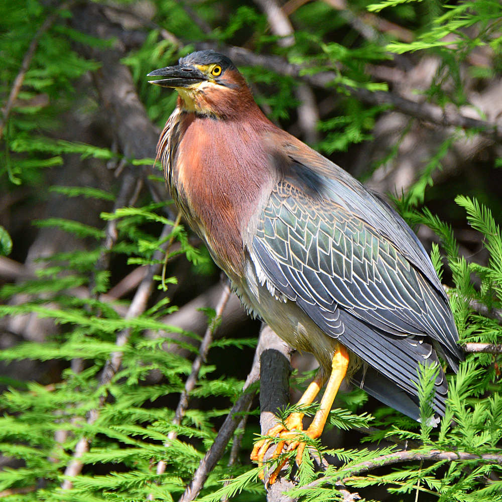 GreenHeron10.jpg