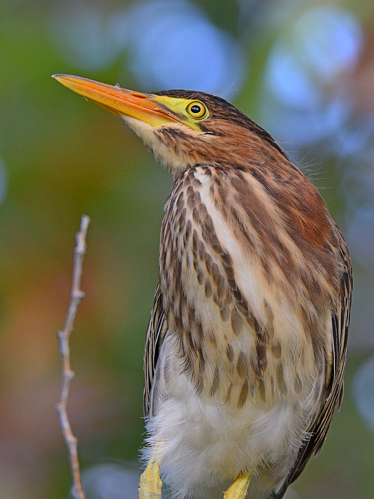 GreenHeron10.jpg