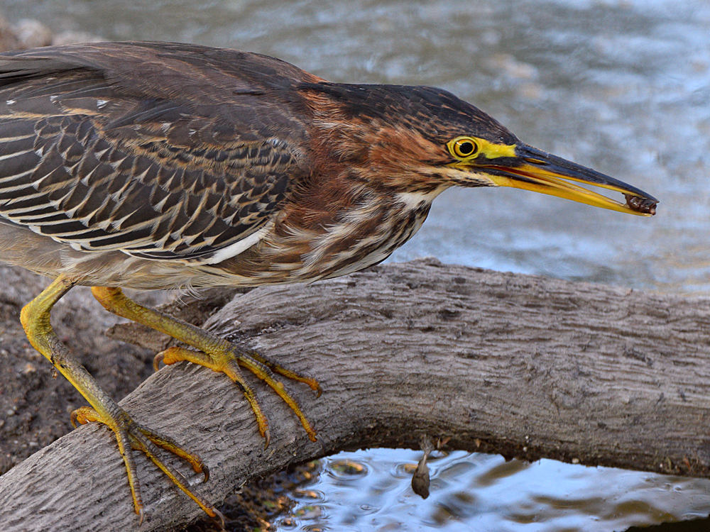 GreenHeron10.jpg