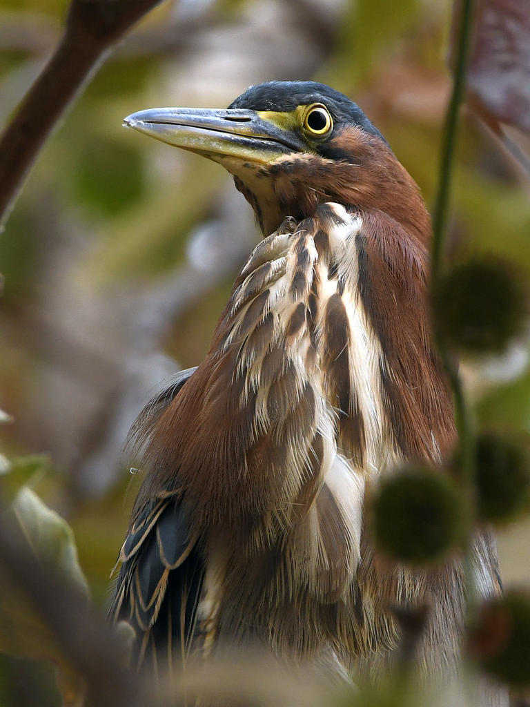 GreenHeron10.jpg