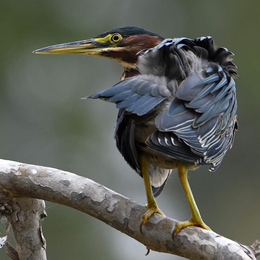 GreenHeron10.jpg