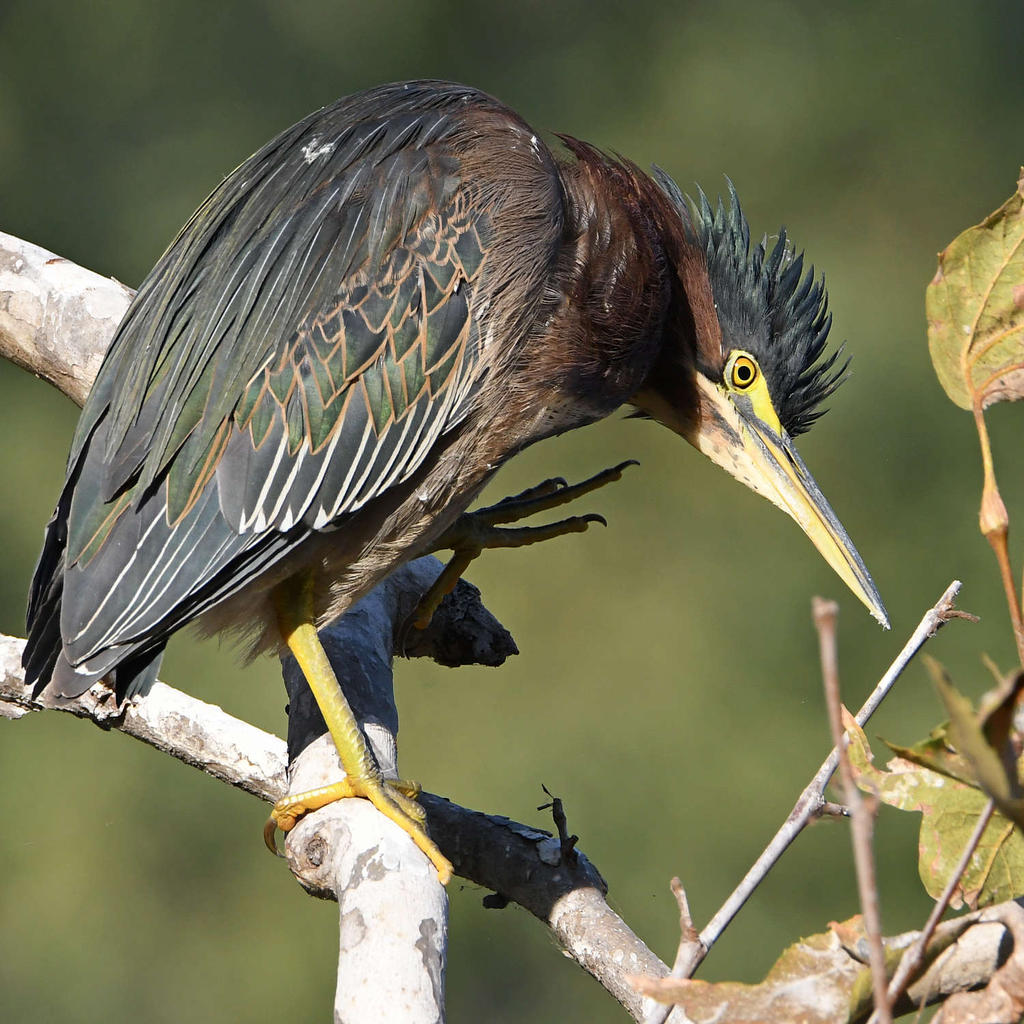 GreenHeron10.jpg