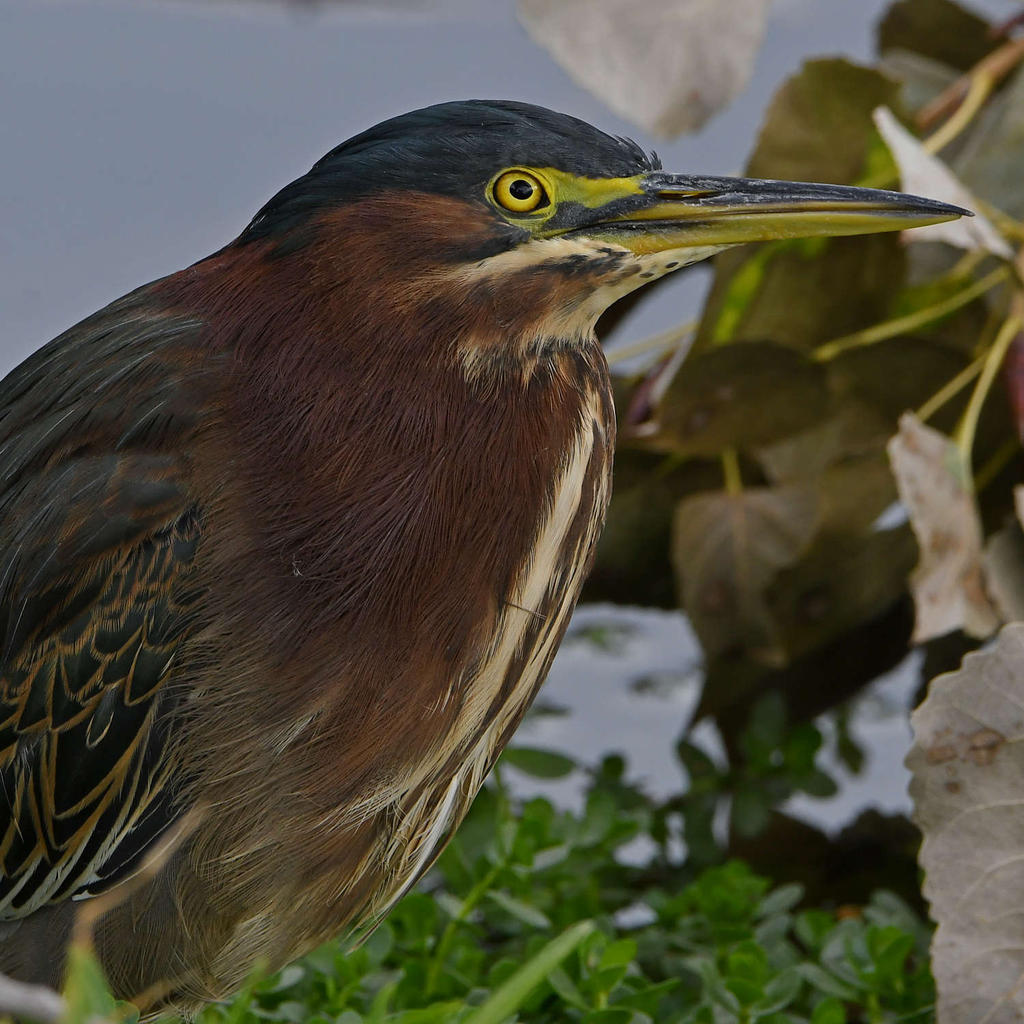 GreenHeron10.jpg