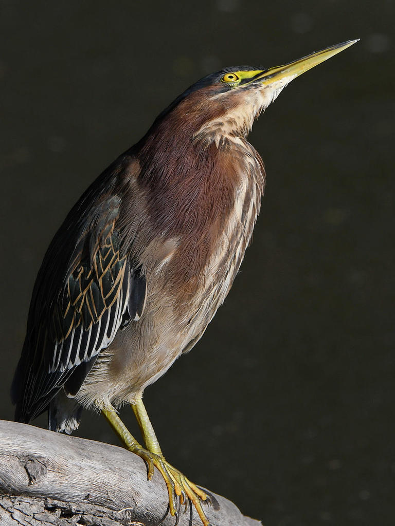 GreenHeron10.jpg