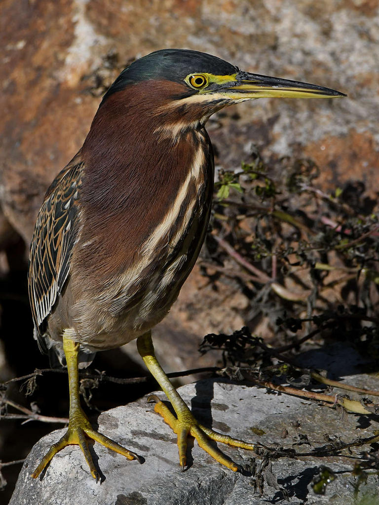 GreenHeron10.jpg