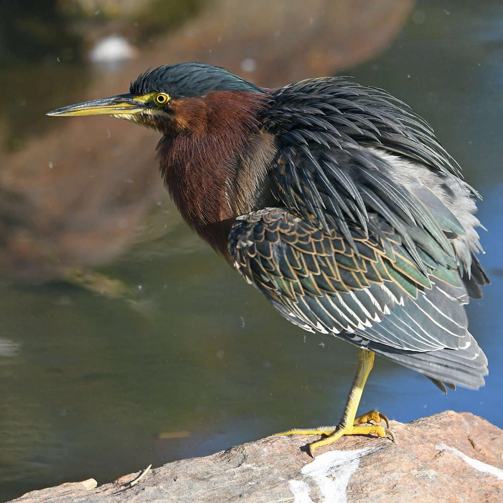 GreenHeron10.jpg