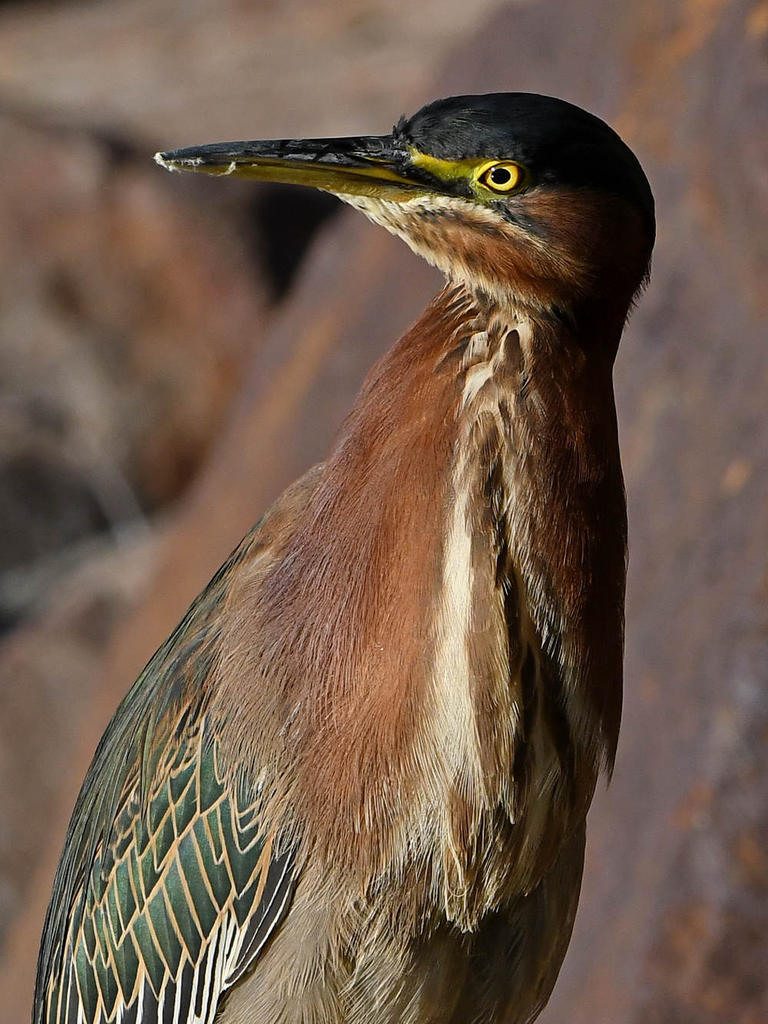 GreenHeron10.jpg