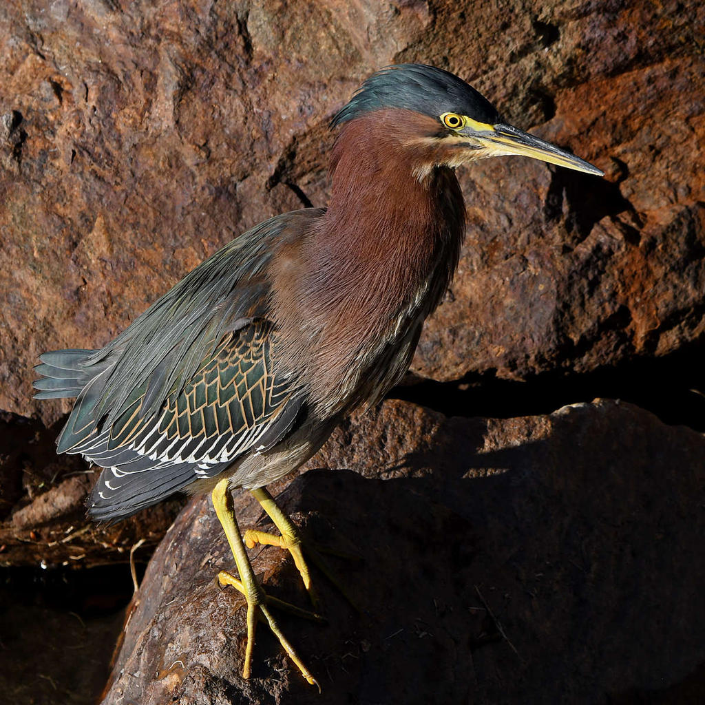 GreenHeron10.jpg