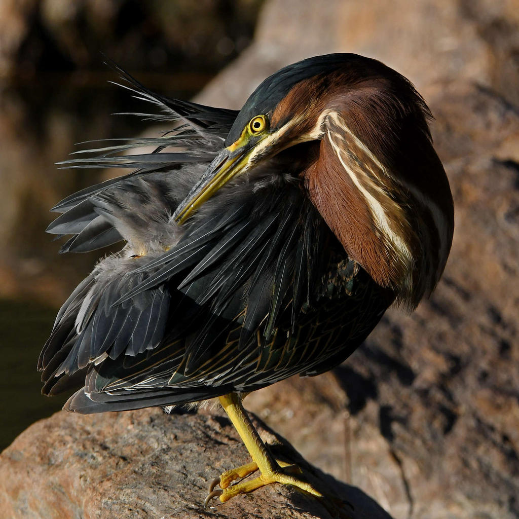 GreenHeron10.jpg
