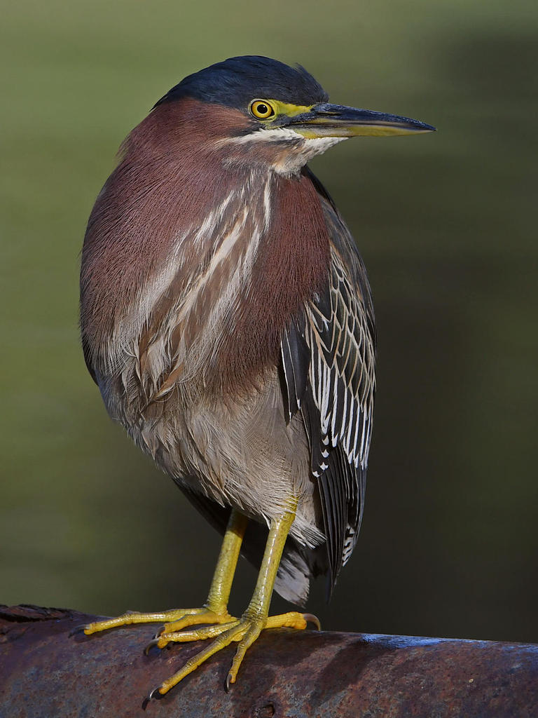 GreenHeron10.jpg