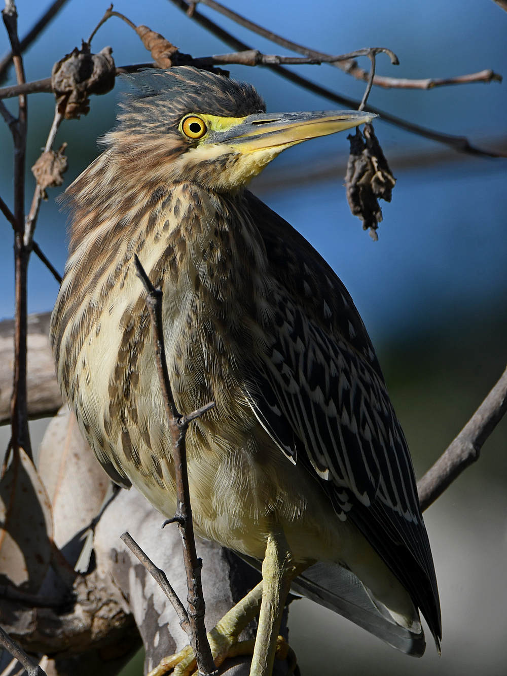GreenHeron10.jpg
