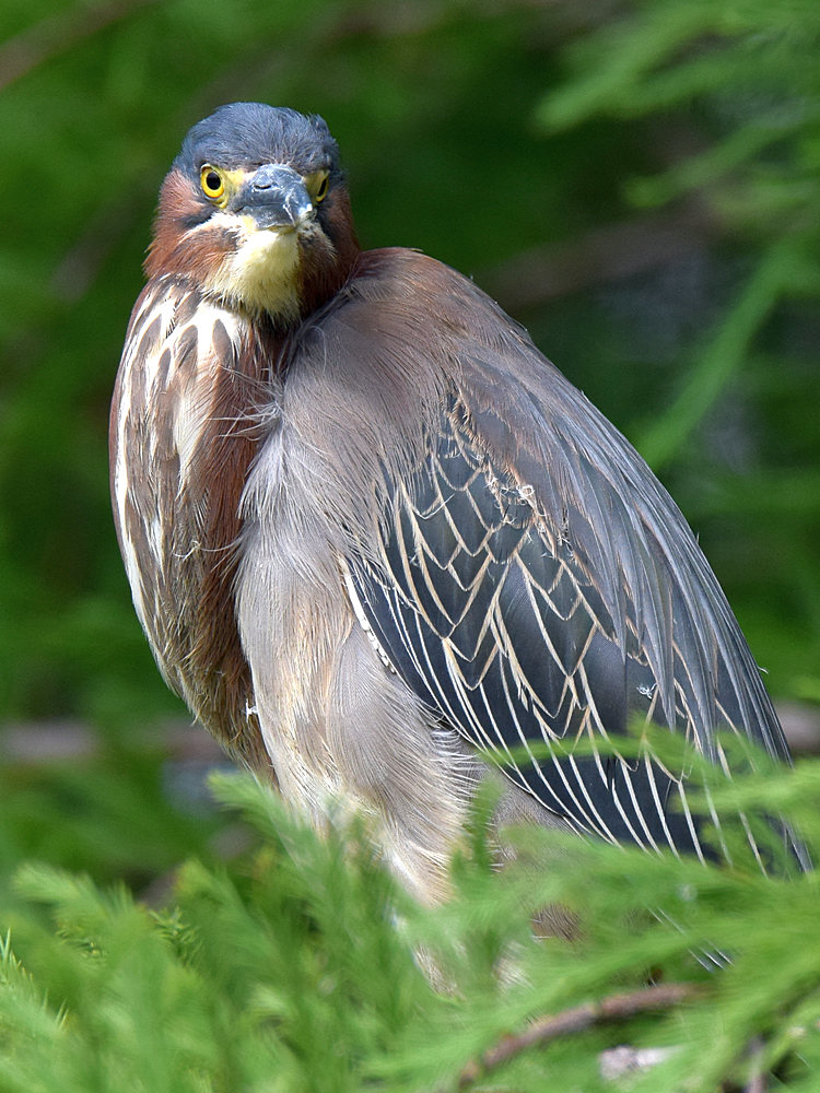 GreenHeron11.jpg