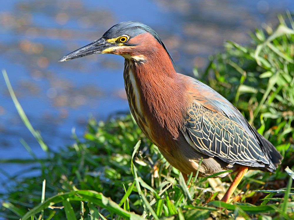 GreenHeron11.jpg