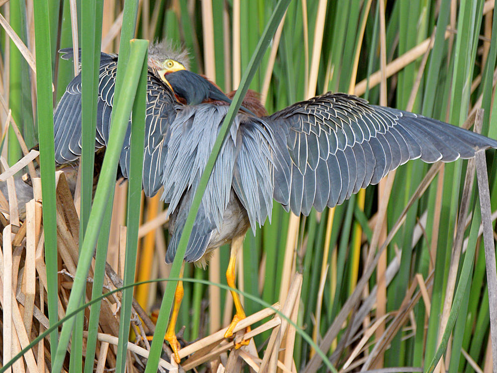 GreenHeron11.jpg