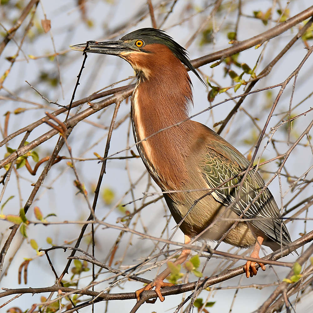 GreenHeron11.jpg