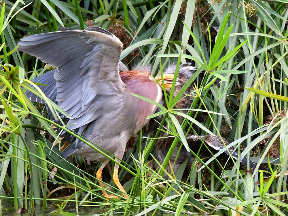 GreenHeron11.jpg