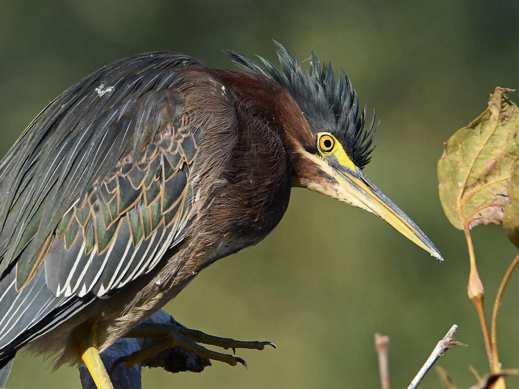 GreenHeron11.jpg