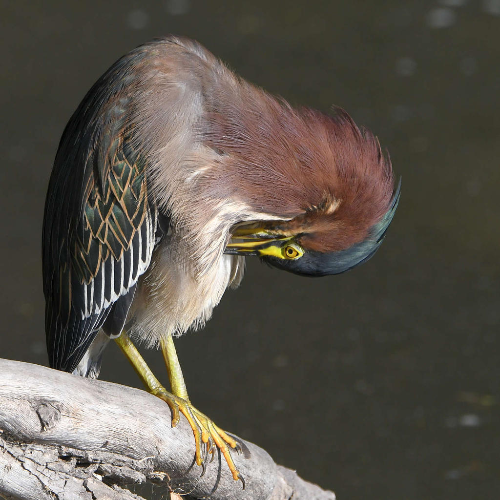 GreenHeron11.jpg