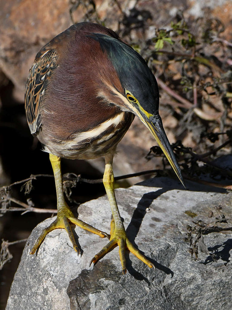 GreenHeron11.jpg