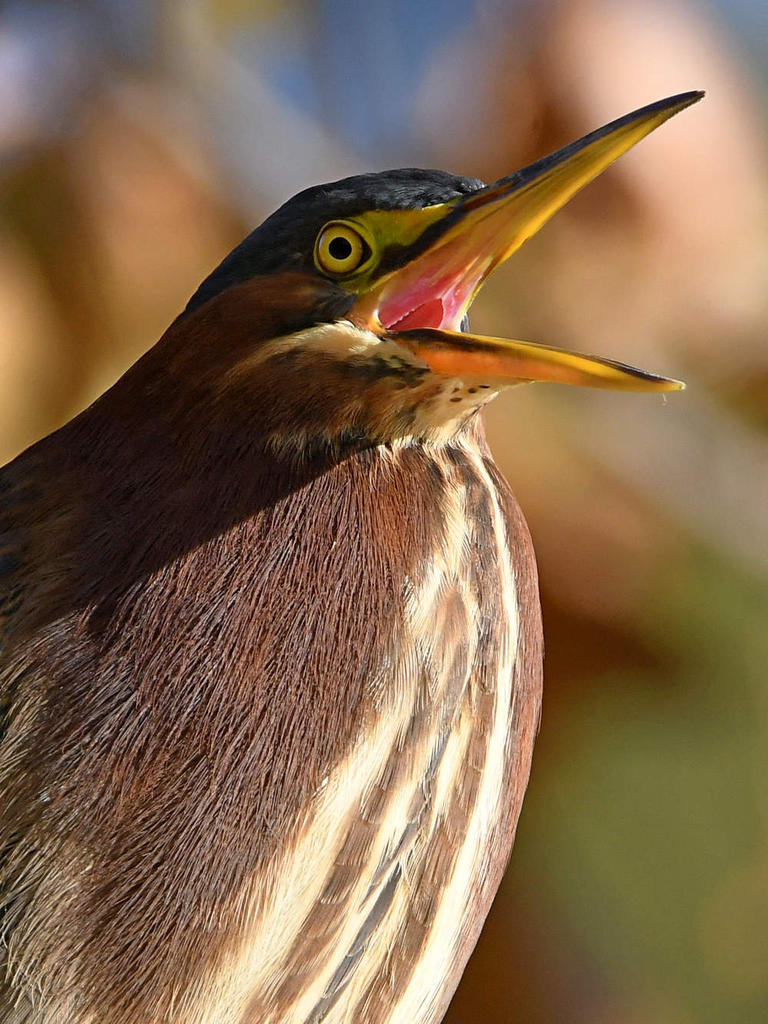 GreenHeron11.jpg