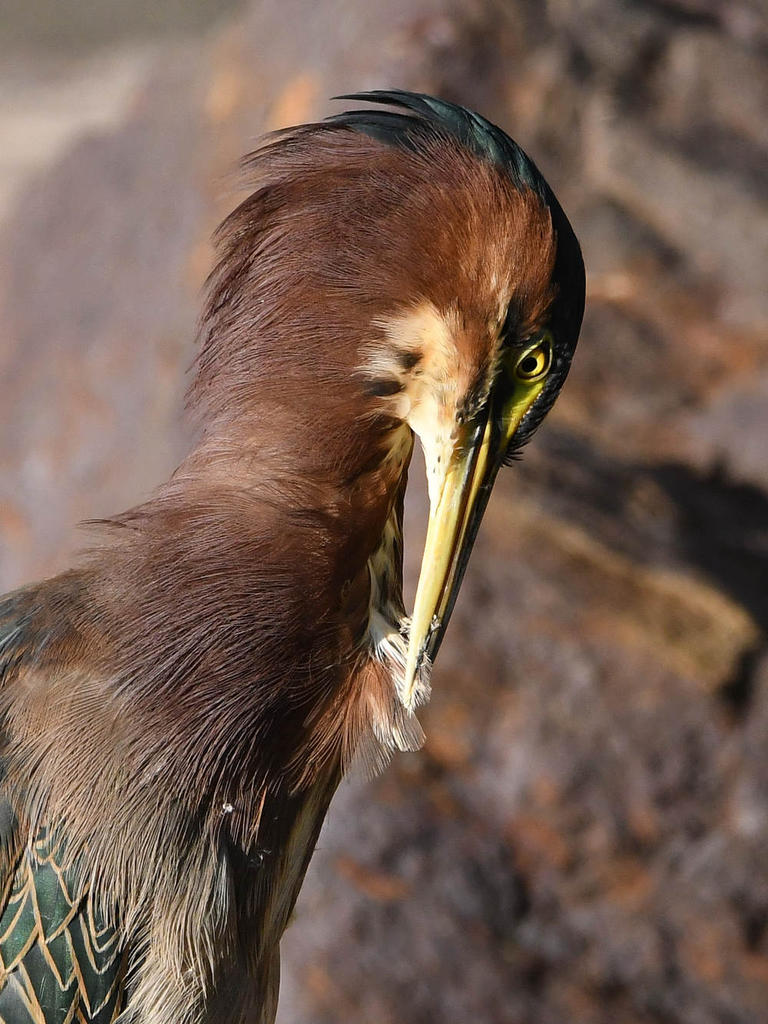 GreenHeron11.jpg