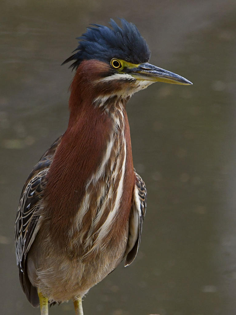 GreenHeron11.jpg