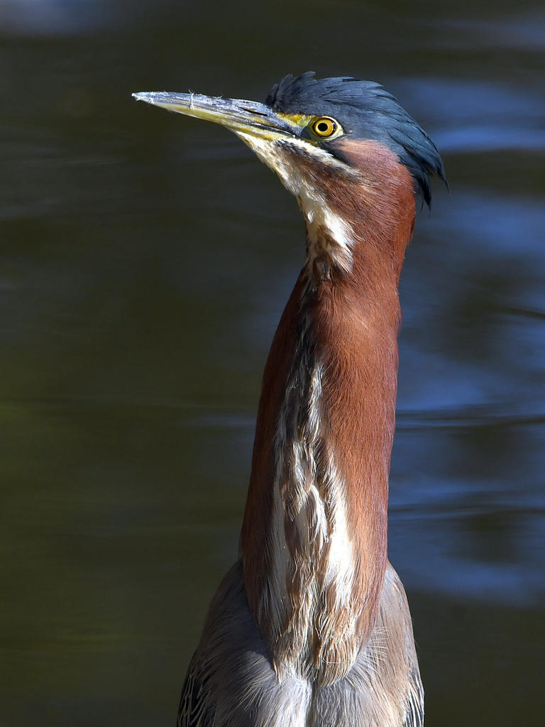 GreenHeron11.jpg