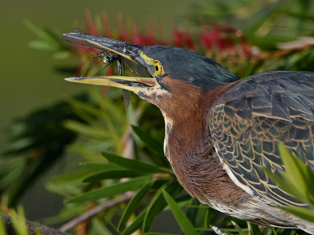 GreenHeron11.jpg