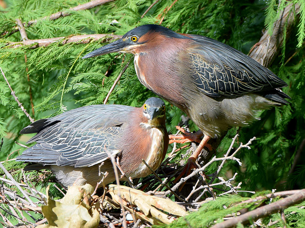 GreenHeron12.jpg
