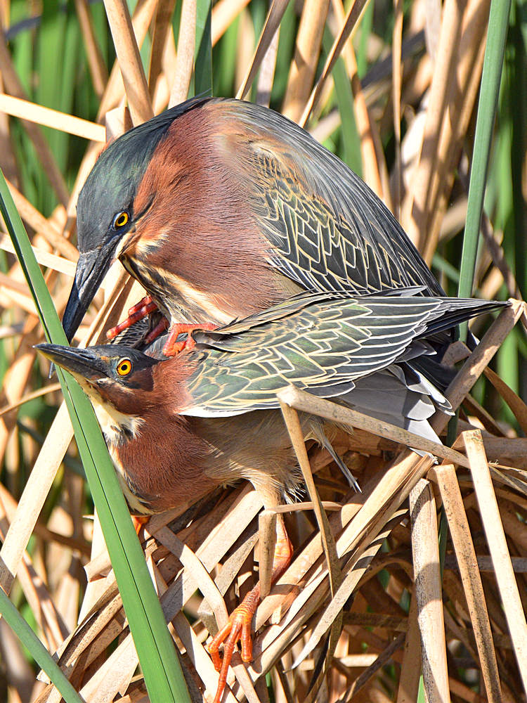 GreenHeron12.jpg