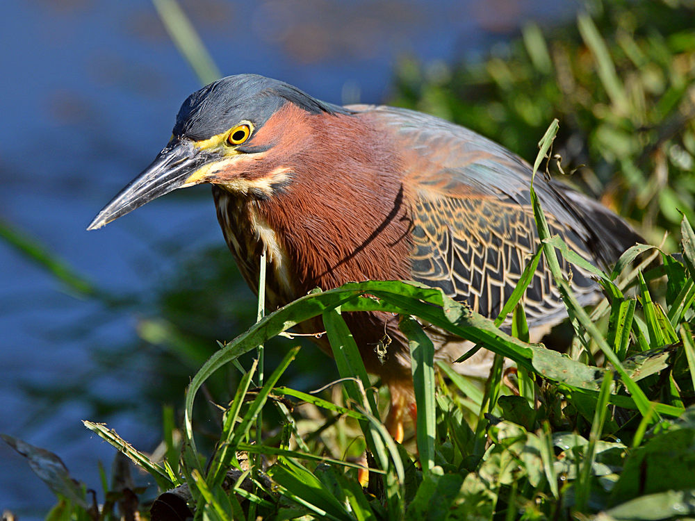 GreenHeron12.jpg