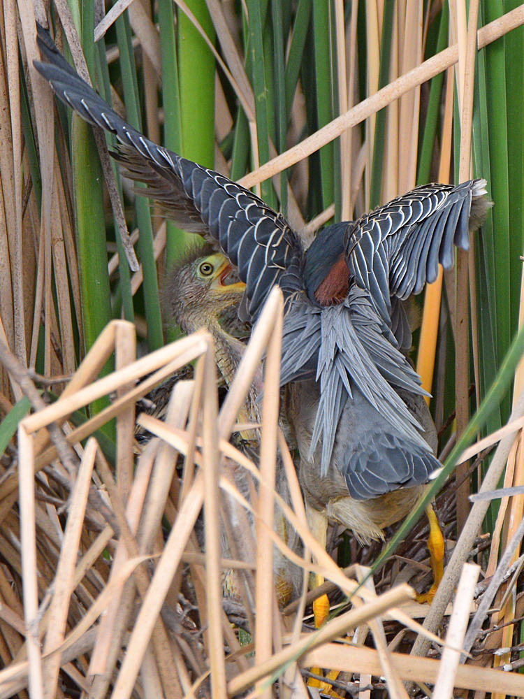 GreenHeron12.jpg