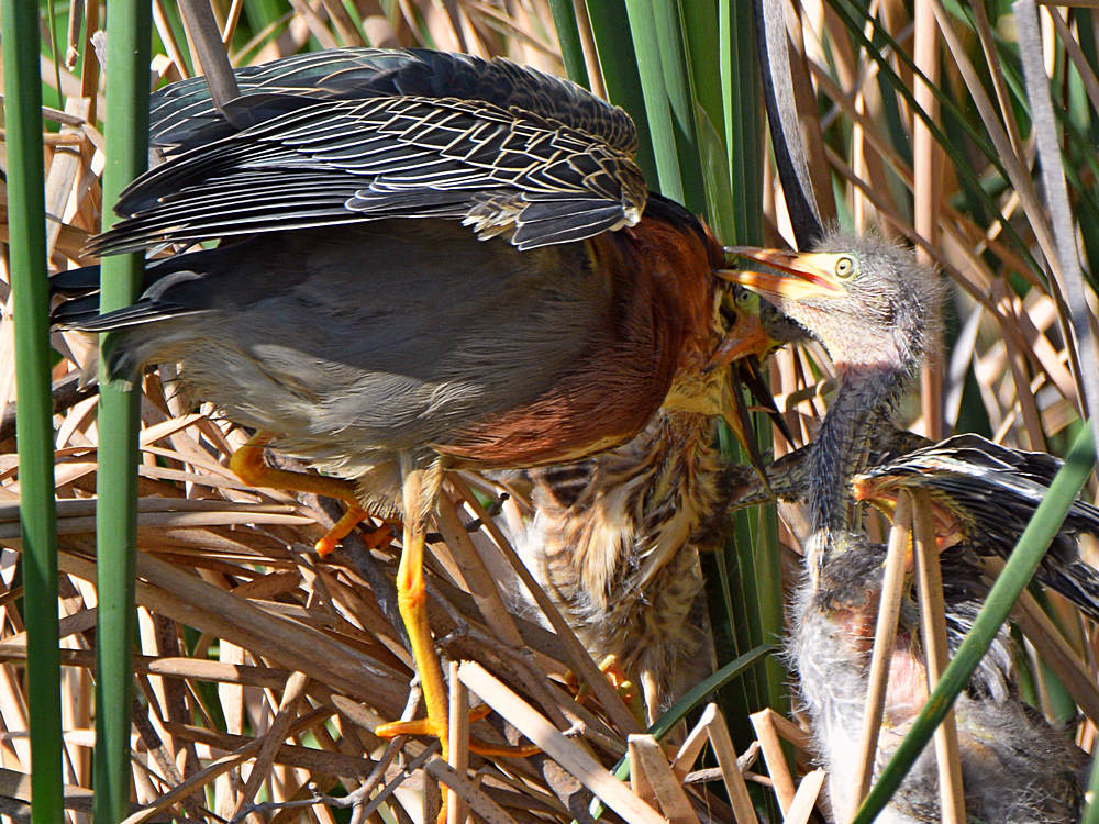 GreenHeron12.jpg