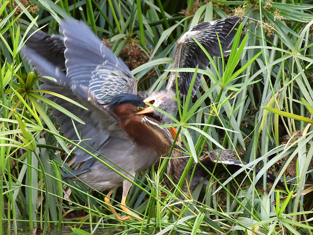 GreenHeron12.jpg