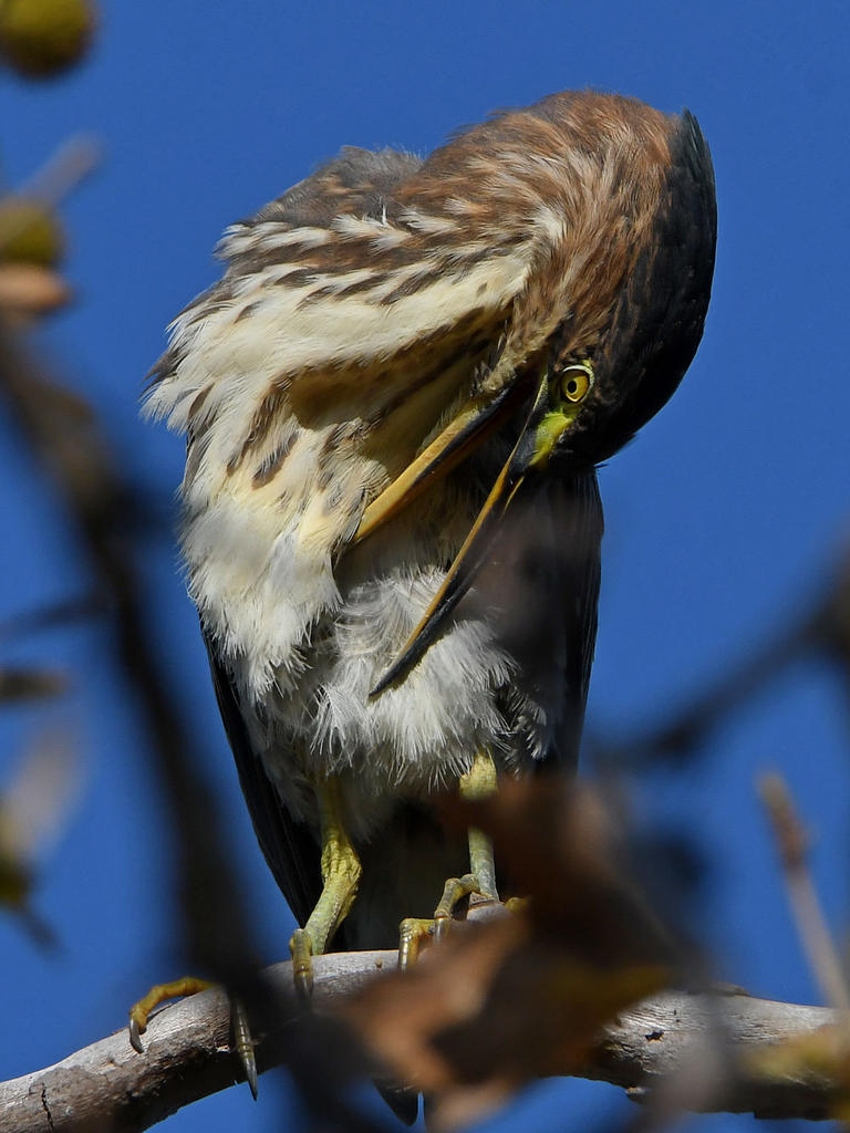 GreenHeron12.jpg