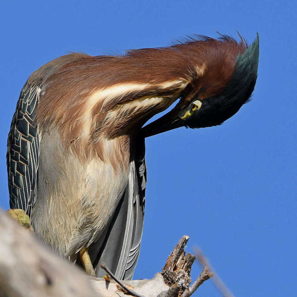 GreenHeron12.jpg