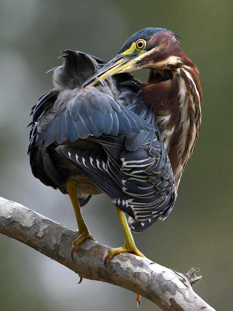 GreenHeron12.jpg