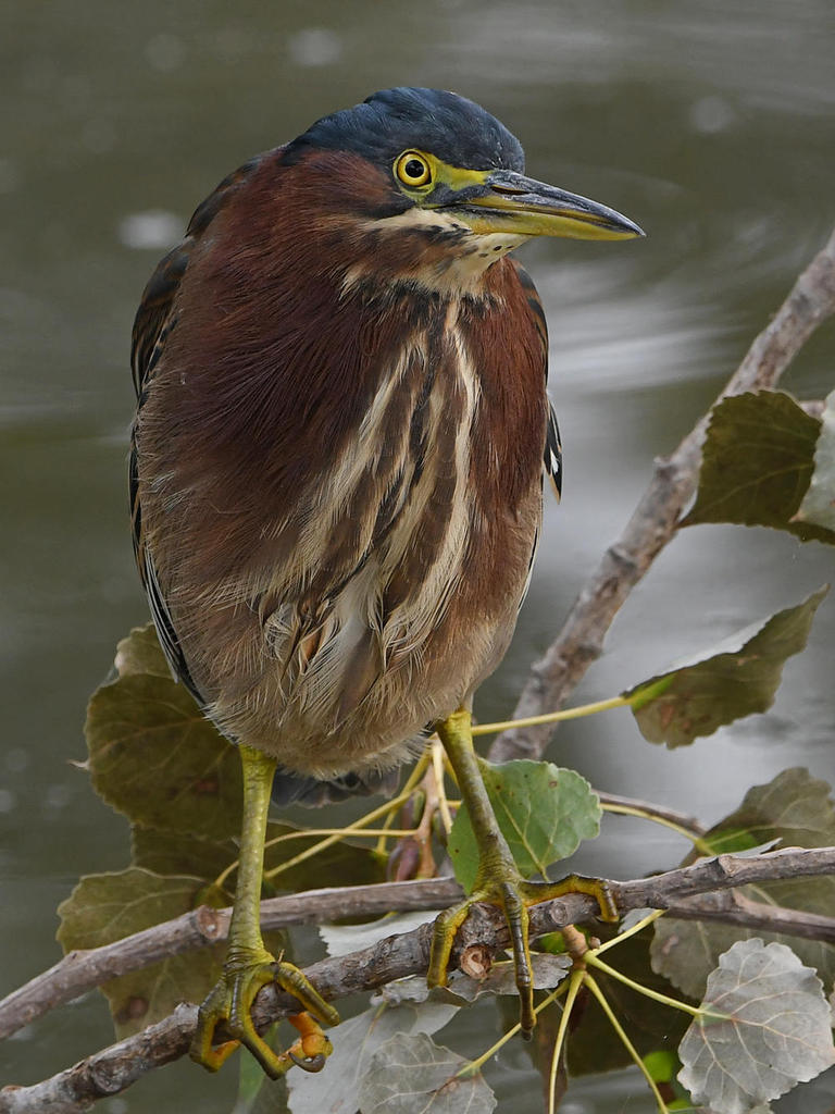GreenHeron12.jpg