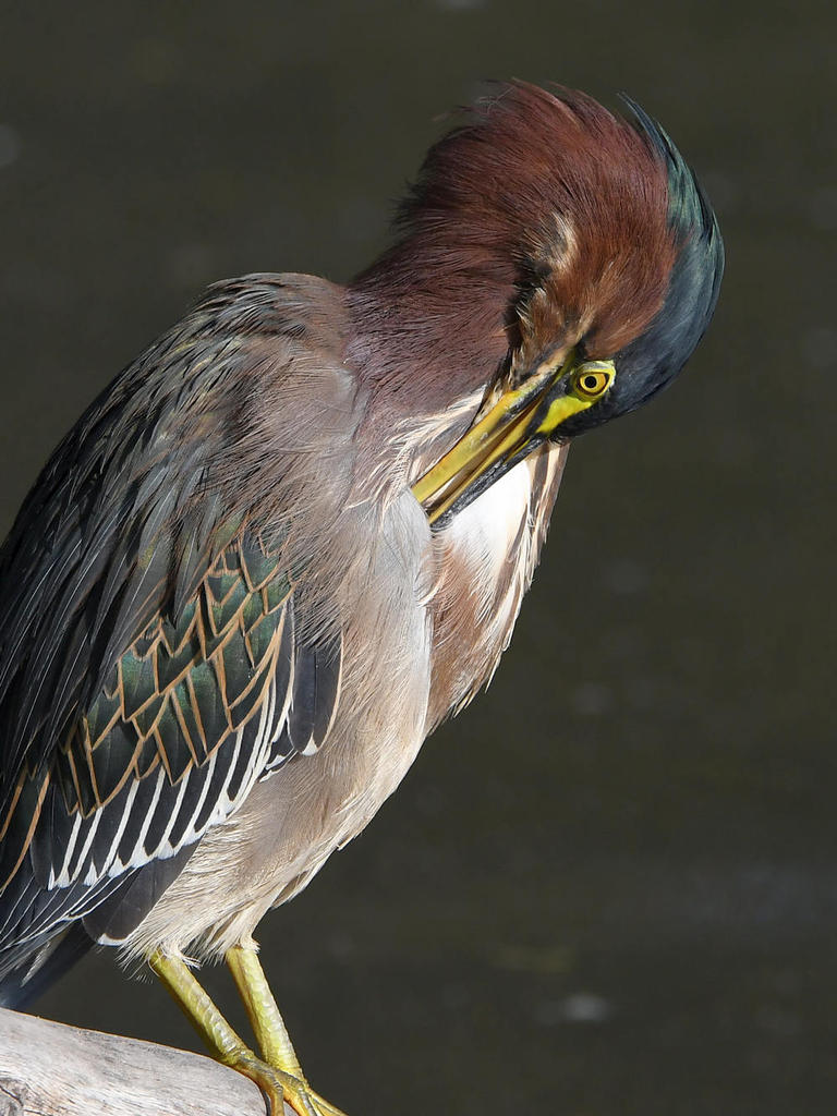 GreenHeron12.jpg