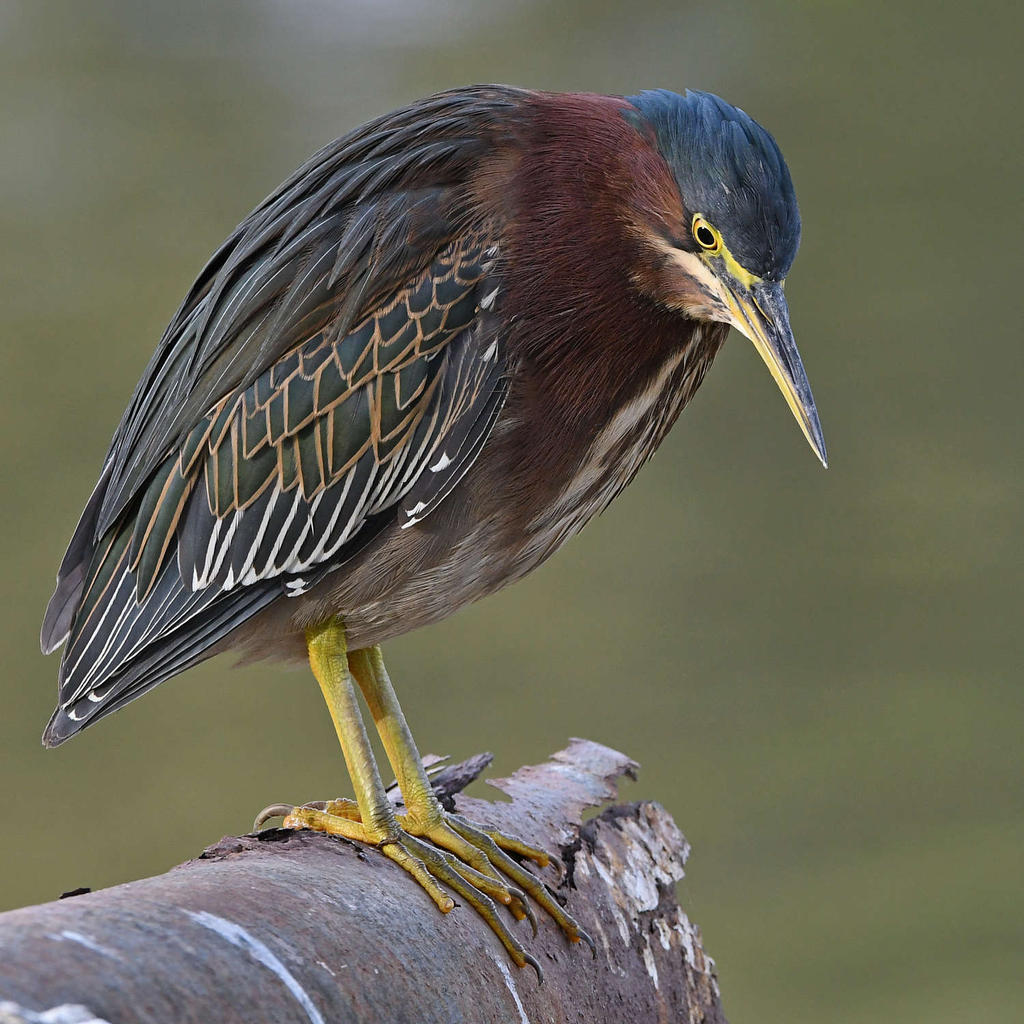 GreenHeron12.jpg