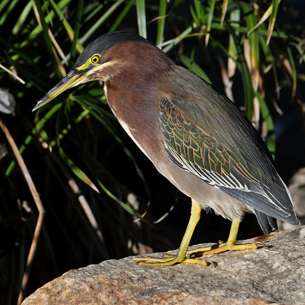 GreenHeron12.jpg