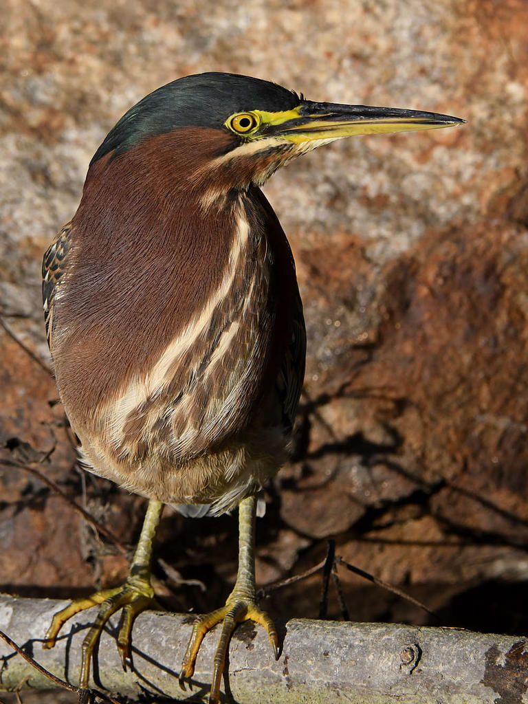 GreenHeron12.jpg