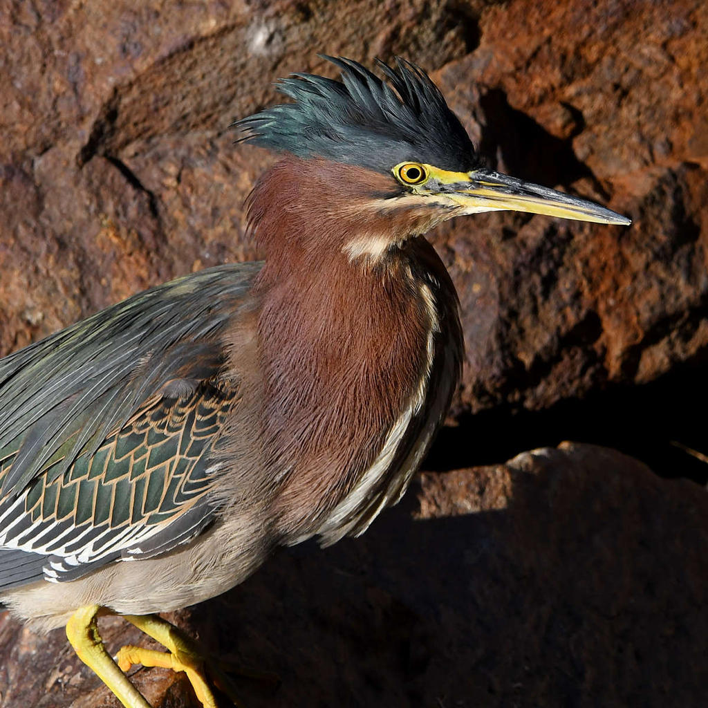 GreenHeron12.jpg